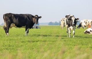 ‘Gemengde gevoelens’ in biologische landbouw, steun van provincies, transporteurs vrezen kaalslag