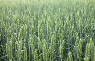 Ctgb laat fungicide toe voor graanteelt en herbicide voor mais