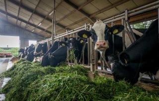 Voorlopig uitstel van D-day voor Brabantse veehouders