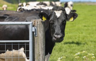Europese melkprijs stijgt licht in mei na maanden van daling