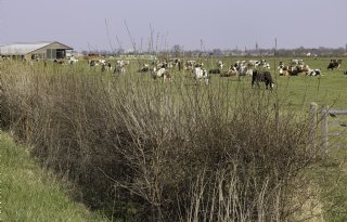 Inkomen extensief en intensief melkveebedrijf onder druk door stikstofmaatregelen