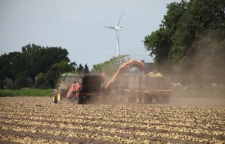Hitte en zonnebrand kosten uien kwaliteit en opbrengst