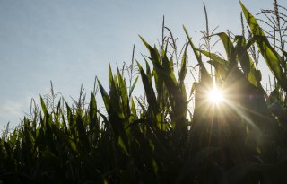 Voerbedrijven houden droogte in Europa goed in de gaten