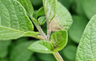 Phytophthora treft ook aardappelrassen met verbeterde resistentie
