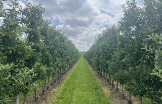 Limburg wil beleid op maat voor fruitsector