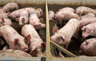 Duitse prijsval zet Nederlandse varkensnoteringen onder druk