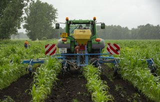 Mais op afstand geeft groenbemester lucht