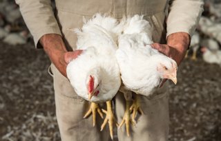 Europese vraag naar kip blijft sterk