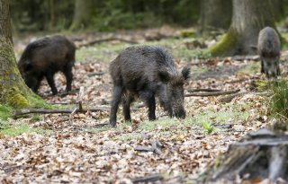 Poolse wilde zwijnen met varkenspest steken Duitse grens over