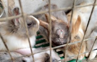 NVWA neemt konijnen en honden in beslag in Zuid-Holland