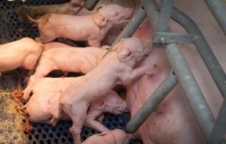 Europese Commissie presenteert ‘vijfsterrenstrategie’ voor veehouderij