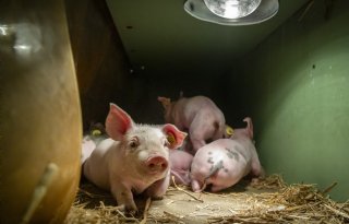 AgruniekRijnvallei: voerwinsten biologische varkenshouderij staan onder druk