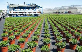 Groeiregulator Alar krijgt tijdelijke toelating in potplanten