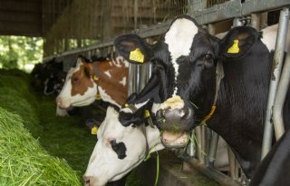 Krimp veestapel drukt mengvoerafzet verder omlaag