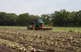 Markt plantuien profiteert van aanhoudende hitte