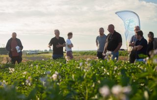 Droogte houdt phytophthora voorlopig in toom