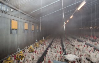 Nieuw advies helpt pluimveehouders nevelkoeling goed af te stellen