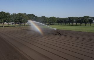 Hitte raakt oogstplanning van groenten en conserven