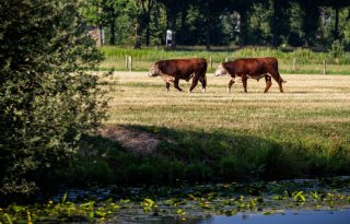 Teleurstelling landbouwsector over UPLG: belangrijkste zorgen niet weggenomen