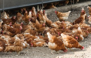Strengere PlanetProof-eisen voor eiersector van kracht