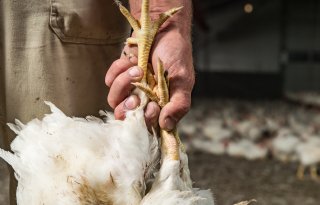 Kippen vangen aan poten mag tot uiterlijk 1 januari 2027