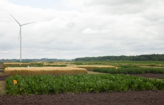 Ruimer bouwplan geeft duidelijk hogere aardappelopbrengst