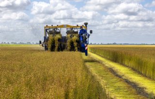 Vlasoogst in Groningen begint met goede vooruitzichten