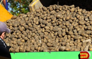 Herstel volumeomzet aardappelverwerking zet door