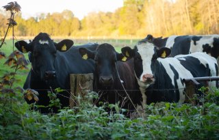 Brussel akkoord met stoppersregeling die voorrang geeft aan bedrijven bij Natura 2000-gebieden