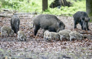Estland zet drones, leger en kleinschaligheid in tegen varkenspest