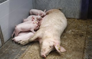 Geestferkel failliet: zorgen over toekomst Duitse varkenshouderij nemen toe