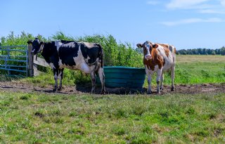 Stikstofuitstoot melkveehouders Noord-Holland daalt verder: ‘Doelsturing werkt’