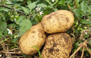 Britten keuren aardappel uit precisieveredeling goed