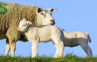 Waterschap Noord-Holland wil weideverbod op zeedijken