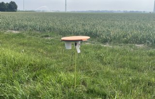 Groene Vlieg meldt sterk toenemende druk van uienvlieg