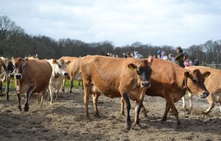 Agractie-tool geeft boeren inzicht in financiële gevolgen stikstofbrief