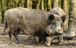Eerste geval Afrikaanse varkenspest bij wilde zwijnen in Finland