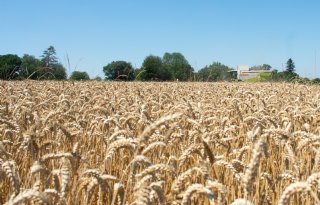 Graanoogst 2026 is van goede kwaliteit, maar hitte kost opbrengst