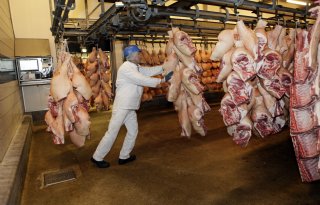 Prijscrisis zet Europese varkenshouderij langdurig onder druk