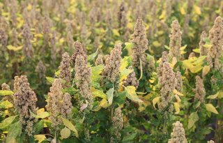 Nederlandse quinoa groeit als alternatief op verzilte grond
