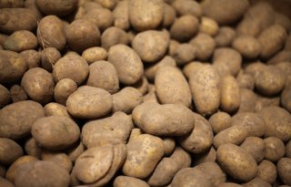 Vroege aardappelen zijn goed prijshoudend