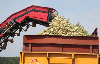 Plantuien profiteren van lage opbrengstverwachting zaaiuien