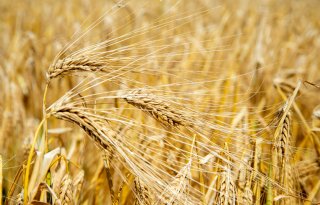 Droogte drukt Britse graanopbrengsten flink onder gemiddelde