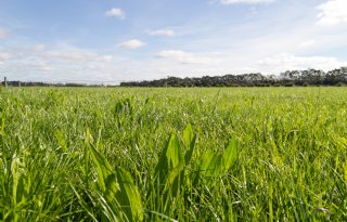Nieuw-Zeelands onderzoek: smalle weegbree vermindert stikstofverliezen
