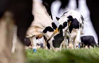 Boterberg zit echt herstel zuivelmarkt in de weg