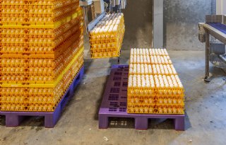 Unie van Pluimvee Producenten geeft pluimveehouders stem in de markt