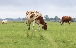 Nieuw virus: ook Nederlandse koeien vertonen verdachte verschijnselen