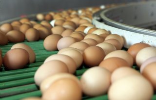 Eiermarkt trekt verder aan, vooral zware eieren duurder
