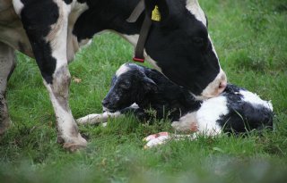 Mengsperma zorgt voor meer succesvolle inseminaties