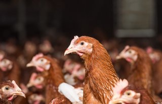 Aandeel Europese legkippen uit in-ovo-broedeieren stijgt naar 40 procent